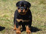 A Kalite Dişi Erkek Rottweiler Yavrularımız