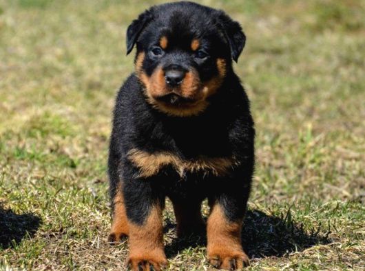 A Kalite Dişi Erkek Rottweiler Yavrularımız görsel
