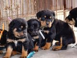 A Kalite Dişi Erkek Rottweiler Yavrularımız
