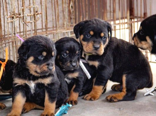 A Kalite Dişi Erkek Rottweiler Yavrularımız görsel