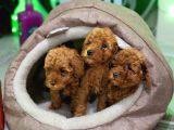 Ev Üreti̇mi̇ Toy Poodle Yavrularimiz