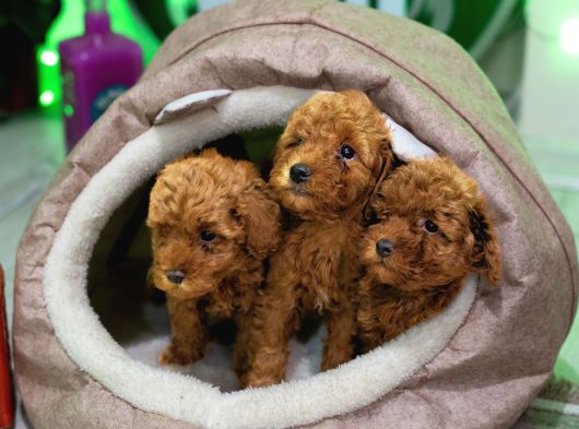 Ev Üreti̇mi̇ Toy Poodle Yavrularimiz görsel