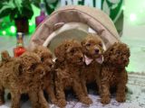 Ev Üreti̇mi̇ Toy Poodle Yavrularimiz
