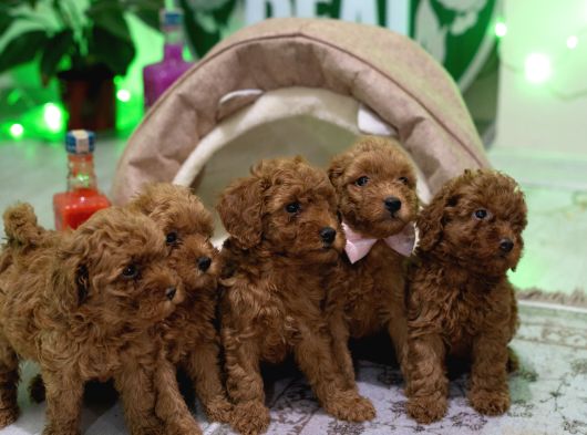 Ev Üreti̇mi̇ Toy Poodle Yavrularimiz görsel