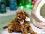 Ev Üreti̇mi̇ Toy Poodle Yavrularimiz