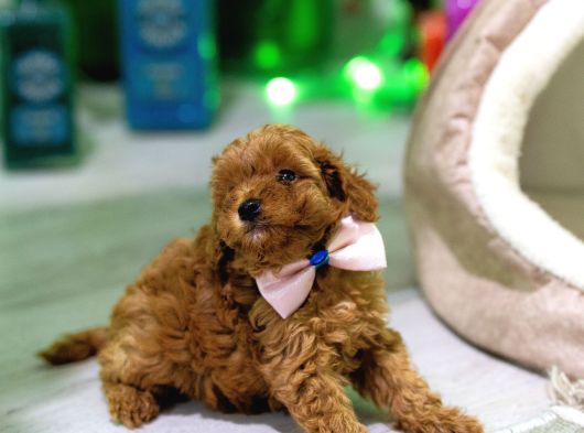 Ev Üreti̇mi̇ Toy Poodle Yavrularimiz görsel
