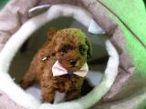 Ev Üreti̇mi̇ Toy Poodle Yavrularimiz