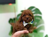 EV ÜRETİMİ TOY POODLE YAVRULARIMIZ