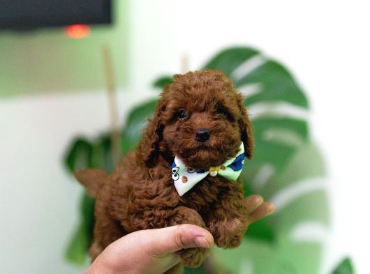 Ev Üreti̇mi̇ Toy Poodle Yavrularimiz