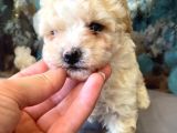 Teacup Minik Maltipoo