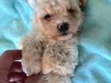 Teacup minik maltipoo