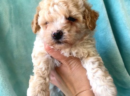 Teacup Minik Maltipoo görsel