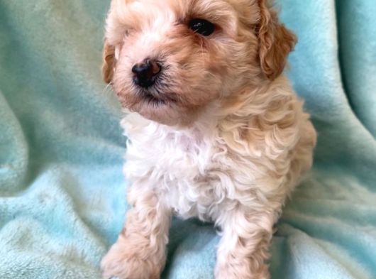Teacup Minik Maltipoo görsel