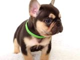 Show Quality exotic french puppies