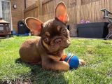 Show Quality Exotic French Puppies