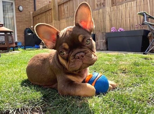 Show Quality Exotic French Puppies görsel