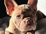 Show Quality Exotic French Puppies