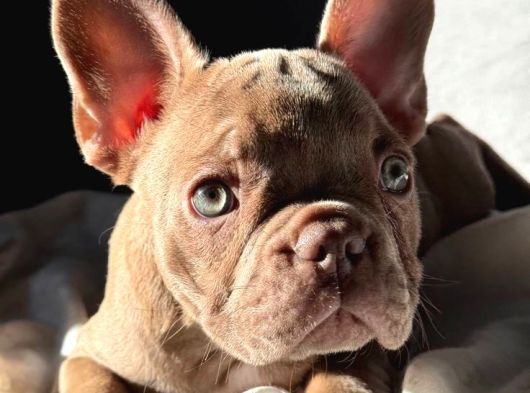 Show Quality Exotic French Puppies görsel