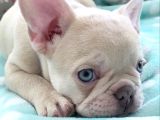Show Quality Exotic French Puppies