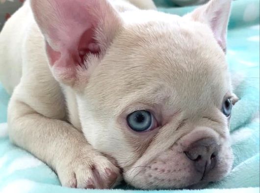 Show Quality Exotic French Puppies görsel