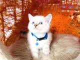 Safkan British Shorthair Silver Point Yavrular