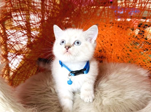 Safkan British Shorthair Silver Point Yavrular görsel