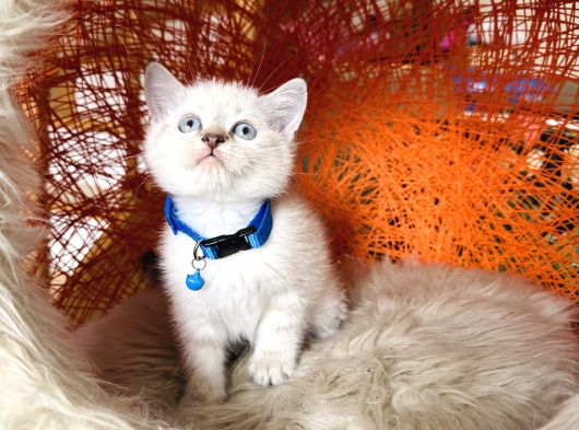 Safkan British Shorthair Silver Point Yavrular görsel