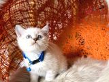 Safkan British Shorthair Silver Point Yavrular