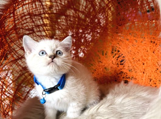 Safkan British Shorthair Silver Point Yavrular