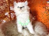 Pofuduk Tüylü British Longhair Yavrular