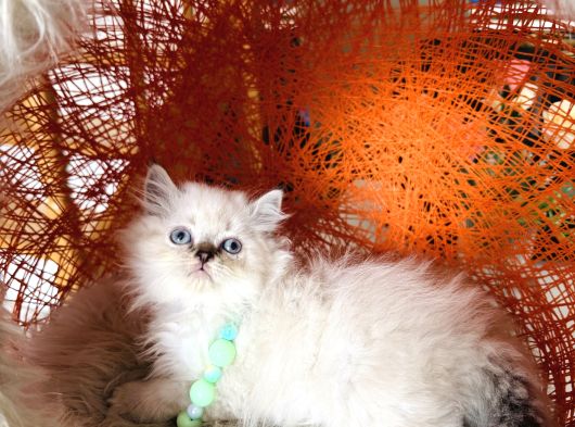 Pofuduk Tüylü British Longhair Yavrular görsel