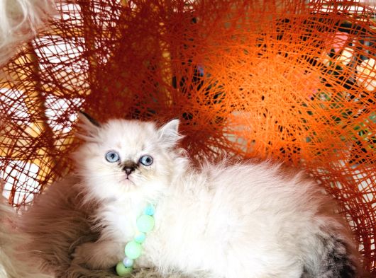 Pofuduk Tüylü British Longhair Yavrular görsel