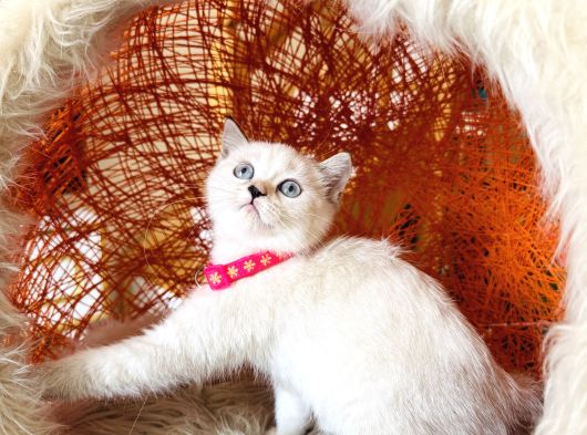 Safkan British Shorthair Silver Point Yavrular görsel