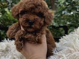 Üst Kali̇te Toy Poodle Bebekler