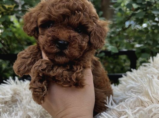 Üst Kali̇te Toy Poodle Bebekler görsel
