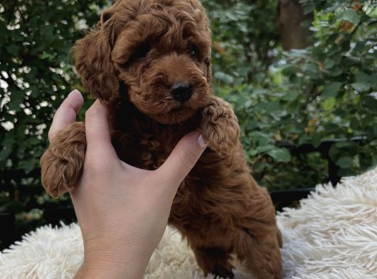 Üst Kali̇te Toy Poodle Bebekler görsel