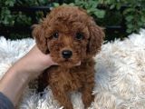 ÜST KALİTE TOY POODLE BEBEKLER