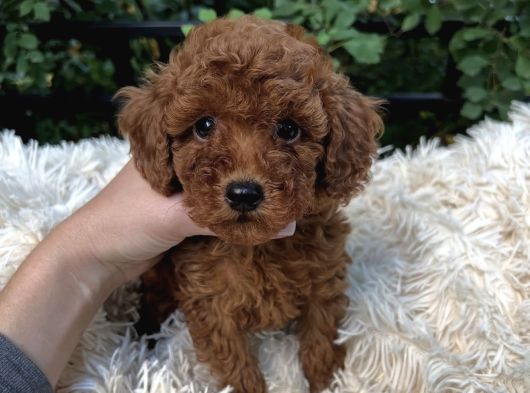 Üst Kali̇te Toy Poodle Bebekler