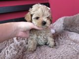 Bi̇blo Yüzlü Malti̇poo Bebekler