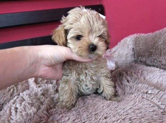 Bi̇blo Yüzlü Malti̇poo Bebekler
