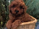 Toy Poodle Kardeşler