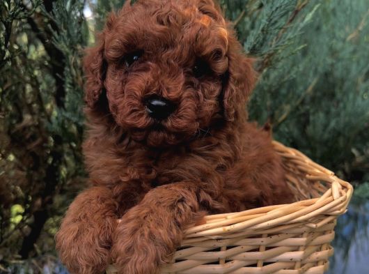 Toy Poodle Kardeşler görsel