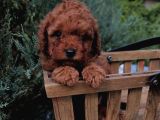 Toy Poodle Kardeşler