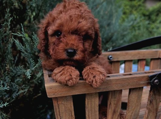 Toy Poodle Kardeşler görsel