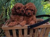 TOY POODLE KARDEŞLER
