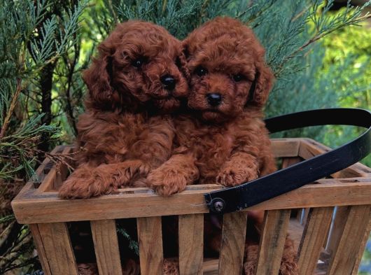 Toy Poodle Kardeşler