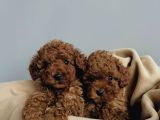 RED BROWN TOY POODLE YAVRULAR