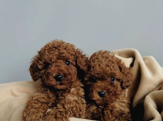 Red Brown Toy Poodle Yavrular