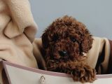 Red Brown Toy Poodle Yavrular