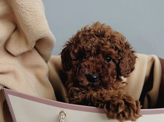 Red Brown Toy Poodle Yavrular görsel